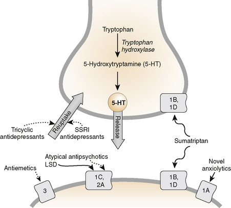 CNS Introduction, and Sedative-Hypnotic and Anxiolytic Drugs ...